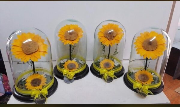 single sunflowers